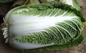 خرید کاهو چینی درجه یک