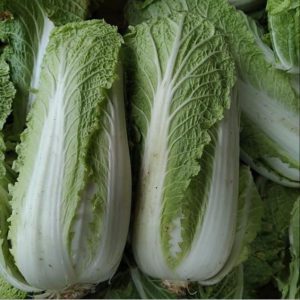 کاهو چینی صادراتی