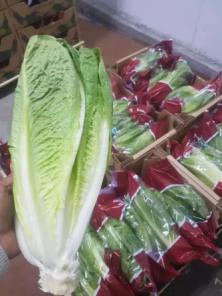 کاهو رومانو