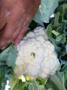 صادرات گل کلم به روسیه